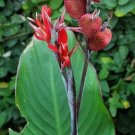 5 seed per pack Canna paniculata Canna Lily