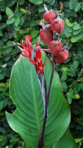 5 seed per pack Canna paniculata Canna Lily