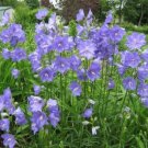 100 seed per pack Campanula persicifolia Harebell Peachleaf Bellflower