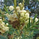 50 seed per pack Acacia mearnsii Black or Green Wattle