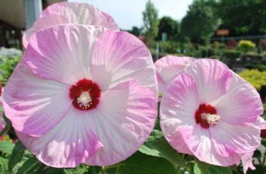 20 seed per pack Hibiscus moscheutos 'Luna Pink Swirl'