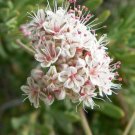 100 seed per pack Eriogonum fasciculatum var. foliolosum California Buckwheat