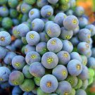 150 seed per pack Sambucus nigra ssp. cerulea Blue Elderberry