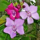 10 seed per pack Meriania nobilis Amaraboyo Motley Meriania Amarrabollo