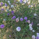 50 seed per pack Melaleuca nesophila Showy Honey Myrtle