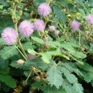 150 seed per pack Mimosa pudica Sensitive or Sleepy Plant