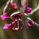 1000 seed per pack Clarkia unguiculata Elegant Clarkia Passion of Purple