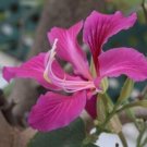 20 seed per pack Bauhinia purpurea Purple Bauhinia Butterfly Tree