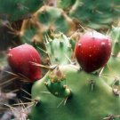 10 seed per pack Opuntia dillenii Sweet Prickly Pear
