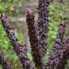 10 seed per pack Veratrum nigrum Black False Hellebore