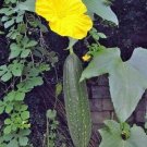 5 seed per pack Luffa aegyptiaca Sponge Gourd Emerald Egyptian Cucumber