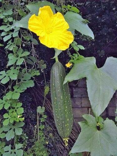 5 seed per pack Luffa aegyptiaca Sponge Gourd Emerald Egyptian Cucumber