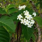 20 seed per pack Holarrhena pubescens Indrajao Kutaj Koodsaloo