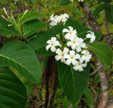 20 seed per pack Holarrhena pubescens Indrajao Kutaj Koodsaloo