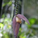 10 seed per pack Musa ochracea Crepe Banana