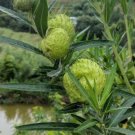 20 seed per pack Gomphocarpus physocarpus Balloon Plant Hairy Balls