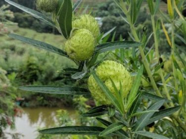 20 seed per pack Gomphocarpus physocarpus Balloon Plant Hairy Balls