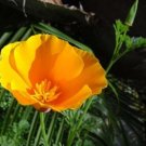 200 seed per pack Eschscholzia californica Californa Poppy Cup of Gold