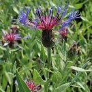10 seed per pack Centaurea montana Mountain Bluet Bachelor's Button