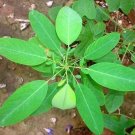 10 seed per pack Codariocalyx motorius Semaphore or Telegraph Plant