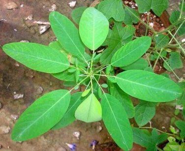 10 seed per pack Codariocalyx motorius Semaphore or Telegraph Plant