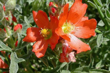 10 seed per pack Sphaeralcea coccinea Scarlet Globemallow Copper Mallow