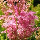 10 seed per pack Filipendula rubra Meadowsweet Queen of the Prairie