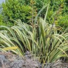 20 seed per pack Phormium tenax 'variegatum' New Zealand Flax