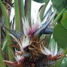 20 seed per pack Strelitzia nicolai Giant Bird of Paradise