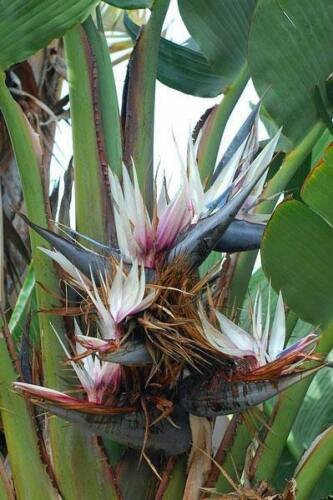 20 seed per pack Strelitzia nicolai Giant Bird of Paradise