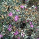 10 seed per pack Leucophylium frutescens Texas Ranger Barometer Bush