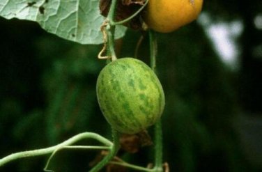 10 seed per pack Cucumis melo 'Argestis' Wild Melon Cai Gua Kachari