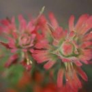 1 seed per pack Castilleja applegatei v. viscida Applegate's or Wavyleaf Indian Paintbrush