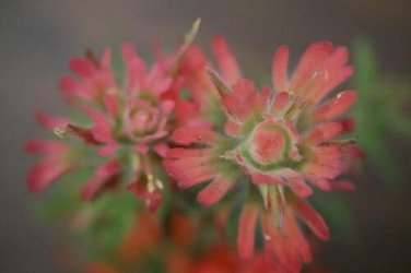 1 seed per pack Castilleja applegatei v. viscida Applegate's or Wavyleaf Indian Paintbrush