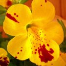 20 seed per pack Erythranthe lutea Monkey Musk Yellow Blotched Monkey Flower