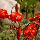 10 seed per pack Lilium pumilum Coral Lily Low Lily Siberian Lily