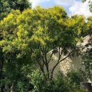 20 seed per pack Koelreuteria paniculata Golden Rain Tree Pride of India