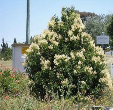 20 seed per pack Ligustrum lucidum Chinese, Glossy, or Wax-Leaf Privet