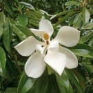 40 seed per pack Magnolia grandiflora Southern or Large-Flowered Magnolia Bull Bay