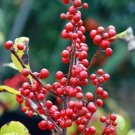 5 seed per pack Ilex verticillata Winterberry Black Alder Coralberry Fever Bush