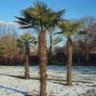 20 seed per pack Trachycarpus fortunei Chinese Fan, Chusan, or Windmill Palm