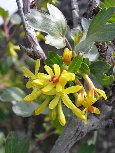 10 seed per pack Ribes aureum Buffalo, Clove, or Golden Currant Pruterberry
