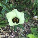 10 See seed per pack Hibiscus trionum Flower-of-an-Hour Bladder Hibiscus Venice Mallow