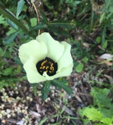 10 See seed per pack Hibiscus trionum Flower-of-an-Hour Bladder Hibiscus Venice Mallow