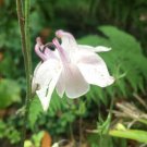 10 seed per pack Aquilegia vulgaris Pink Columbine