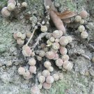 150 seed per pack Ficus semicordata Drooping Fig