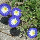 25 seed per pack Convolvulus tricolor Dwarf Morning Glory Blue Ensign
