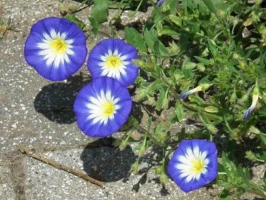 25 seed per pack Convolvulus tricolor Dwarf Morning Glory Blue Ensign