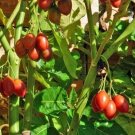 20 seed per pack Solanum betacea Tamarillo Tree Tomato