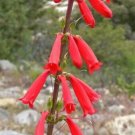 50 seed per pack Penstemon eatonii Firecracker Penstemon